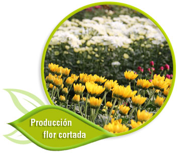 Ir a producci&oacute;n